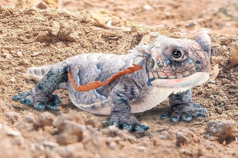 Horned Frog Lizard Stuffed Animal Plushie, Wild Onez by Zoologee, view 3